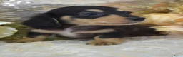 Miniature Dachshund dogs for sale: KC Long Coat Miniature Dachshund Puppies - Advert 3