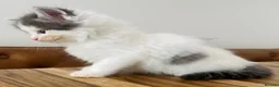 Persian cats for sale: Beautiful Persian Kittens Ready for Forever Homes - Advert 12