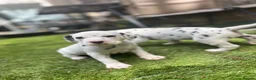 Dalmatian dogs for sale: Beautiful KC Registered Dalmatian Puppies - Advert 7
