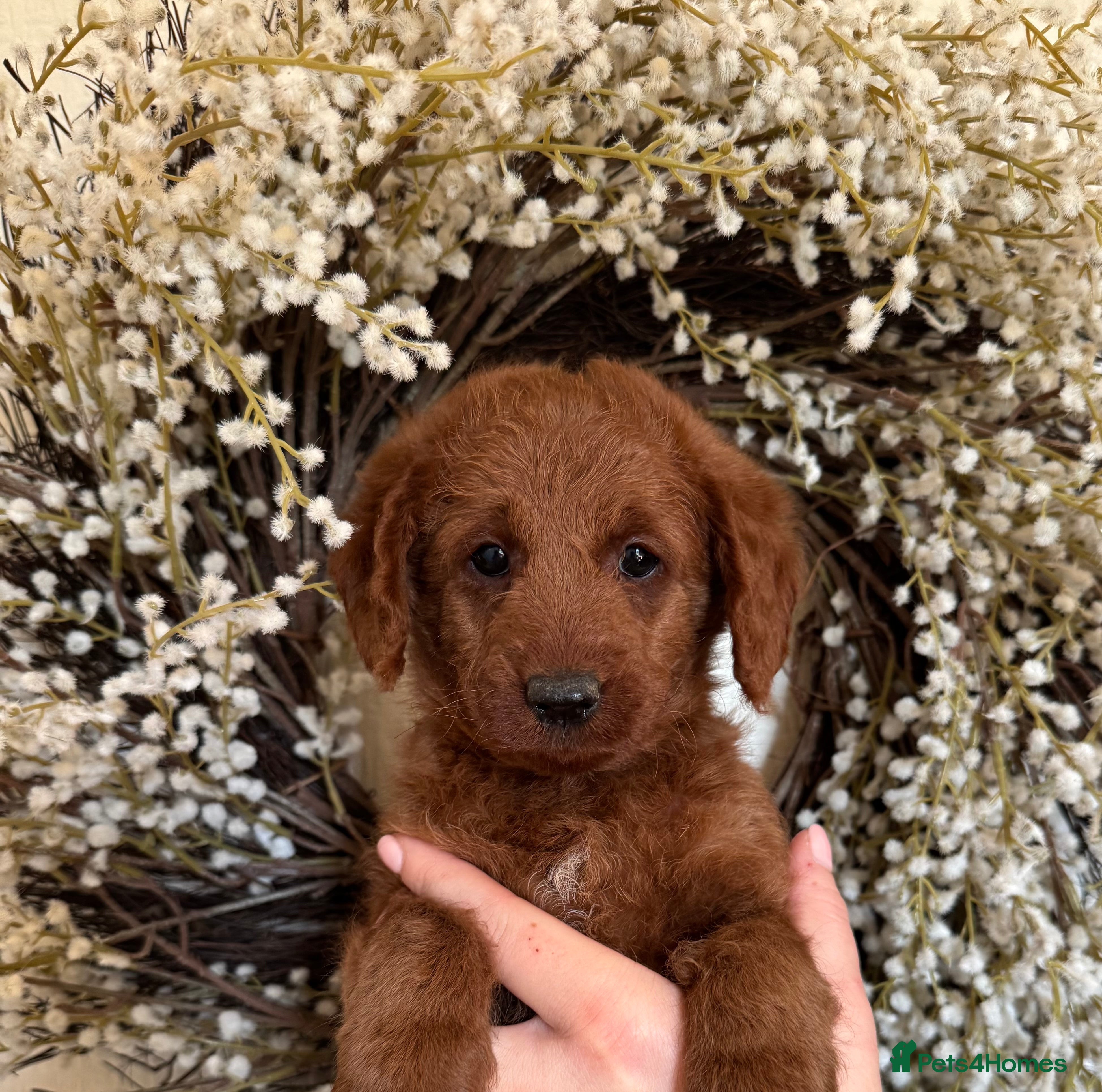 Australian Labradoodle dogs Deepest Red Australian Labradoodles - Advert 18