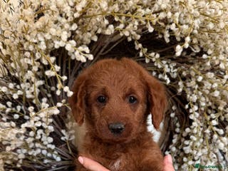 Australian Labradoodle dogs Deepest Red Australian Labradoodles - Advert 17