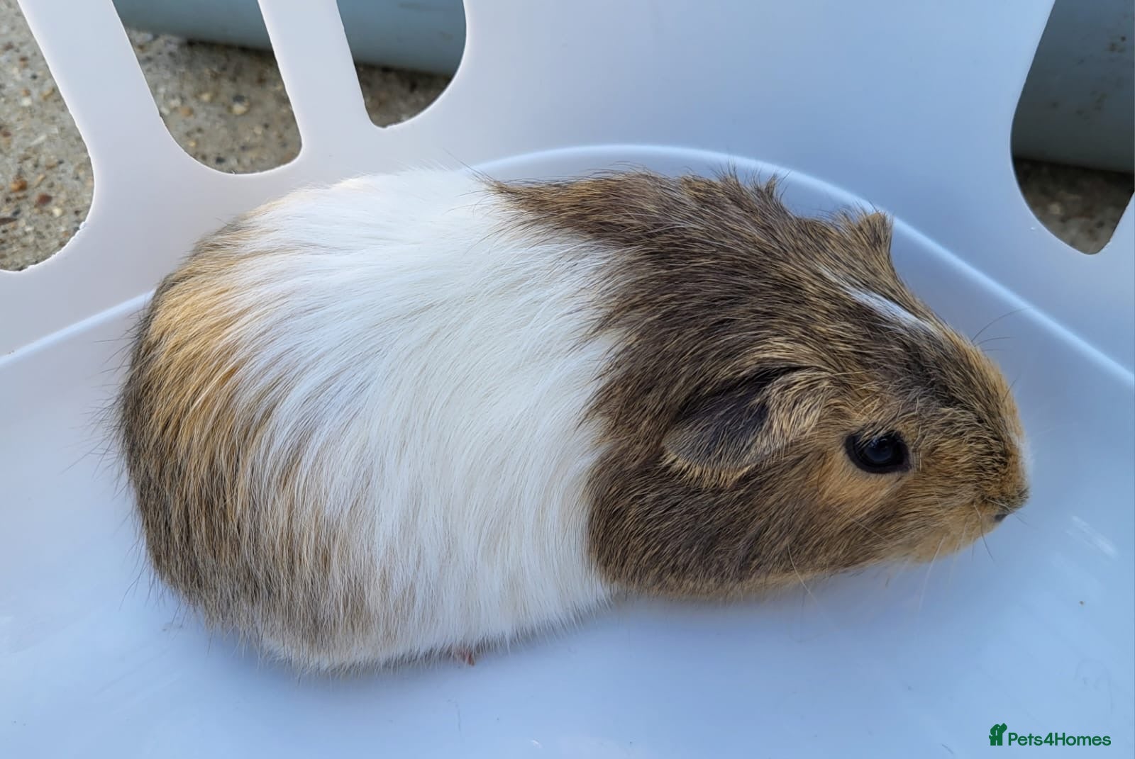 Guinea Pig rodents Baby Guinea pigs  - Advert 11