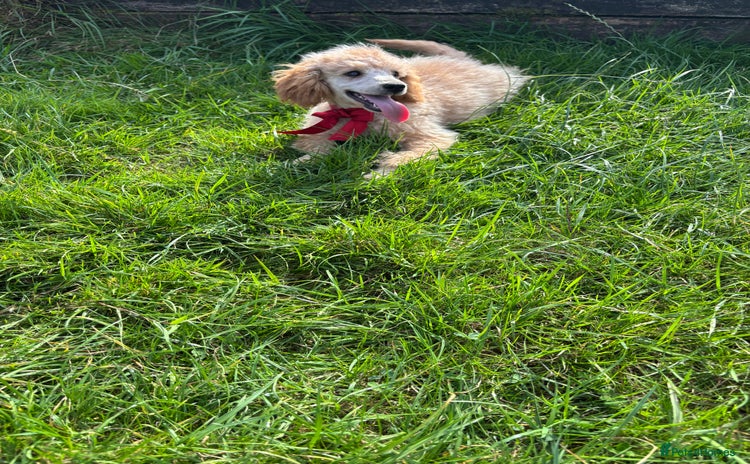 Miniature Poodle dogs in Llandeilo - Advert 11