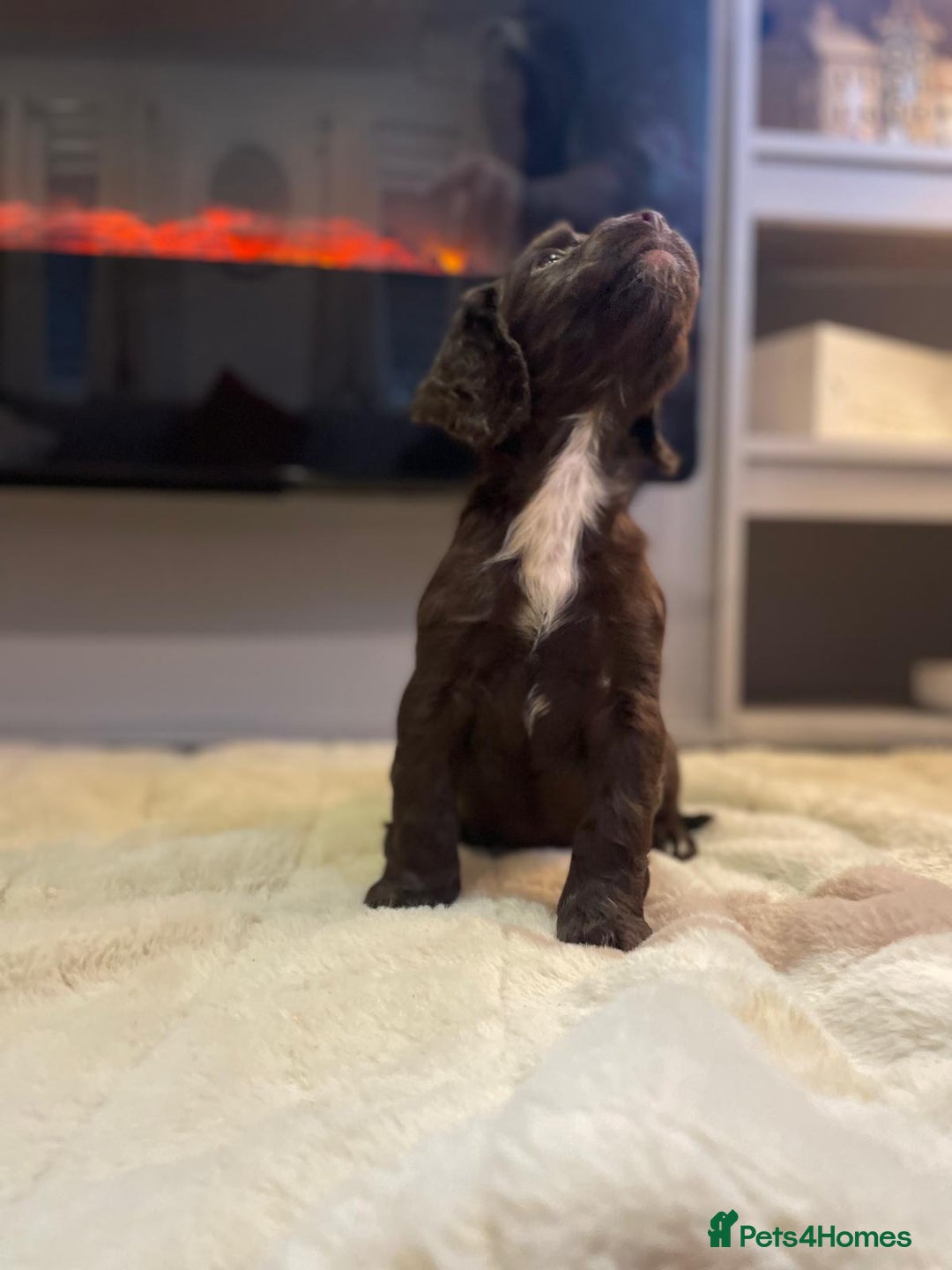 Cocker Spaniel dogs for sale: Cocker spaniel puppies ready to go now MERLE - Image 11