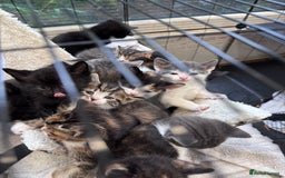 Bengal cats for sale: 12 mixed kittens - Advert 4