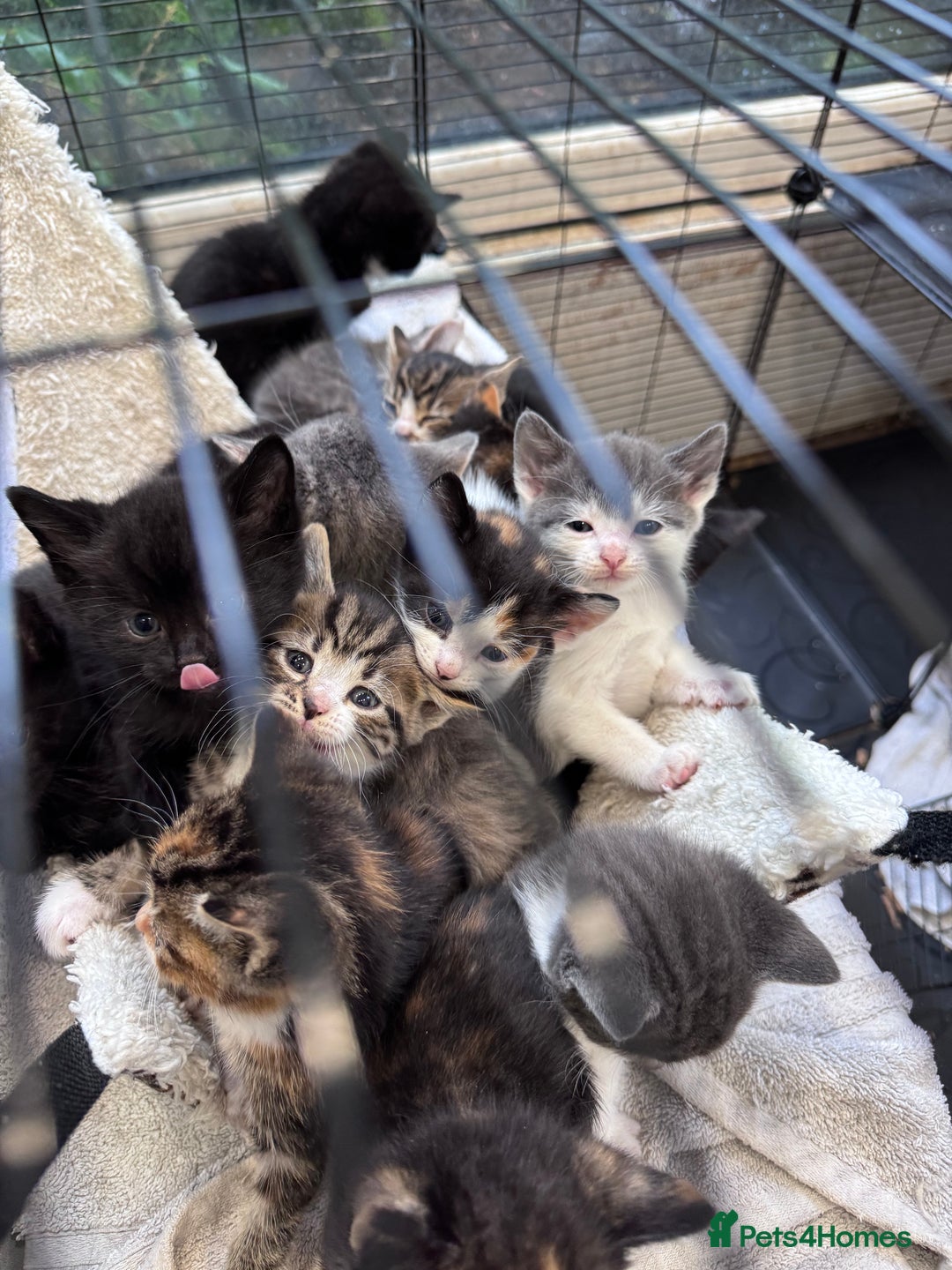 Bengal cats for sale: 12 mixed kittens - Advert 4