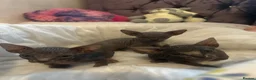 Sphynx cats for sale: 3 amazing boys available for reservation. - Advert 5