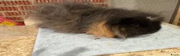 Guinea Pig rodents for sale: Bonded guinea pigs - mixed ages - Advert 7