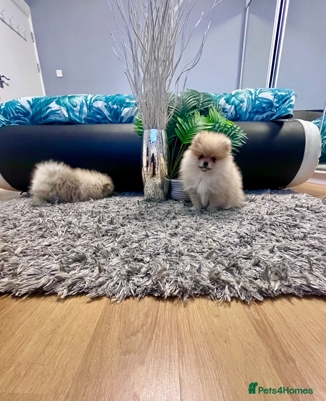 Pomeranian dogs for sale: Top Quality 🐻 Teddy Face  - Advert 5