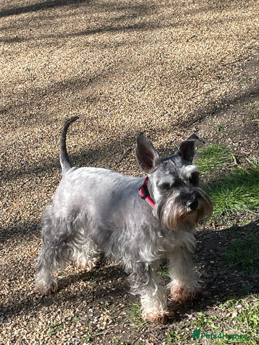 Miniature Schnauzer dogs for sale: Lovely litter of miniature schnauzers  - Advert 5