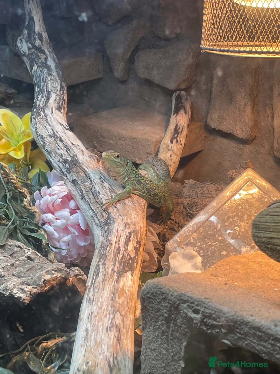 Lizard reptiles for sale: Jewelled Lizard (Male)  in Stirling - Advert 2