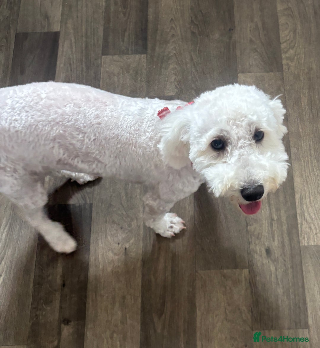 Poochon dogs for sale: Lovely sweet girl looking for her forever home - Image 5