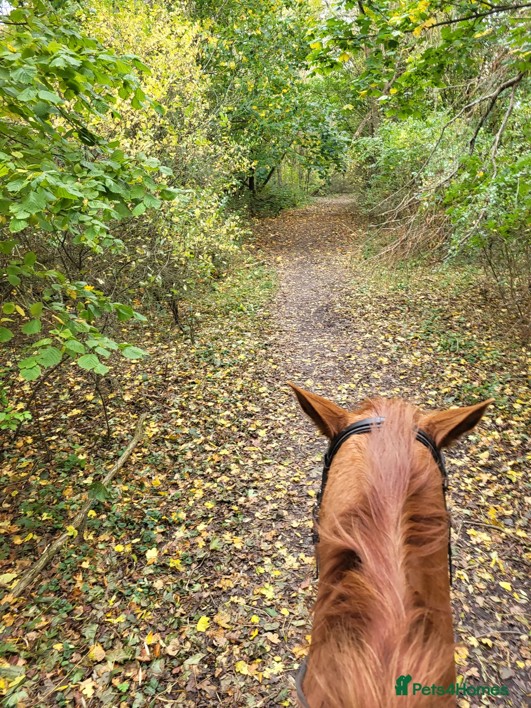 Irish Thoroughbred horses for sale: Happy hacker  in Poulton-le-Fylde - Advert 2
