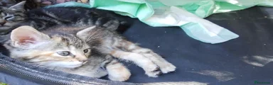 Mixed Breed 4