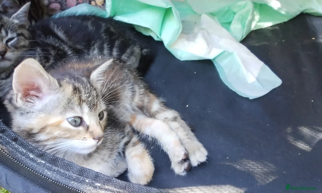 Mixed Breed cats for sale: Kittens for sale  - Advert 2