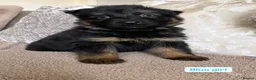 German Shepherd dogs for sale: KC REGISTERED, LONG HAIRED GERMAN SHEPHERD PUPPIES - Advert 13