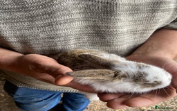 Mini Lop rabbits for sale: 3 beautiful girl baby bunnies  - Image 15