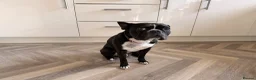 Boston Terrier dogs for sale: Muffin a 4 year old Boston terrier  - Advert 2