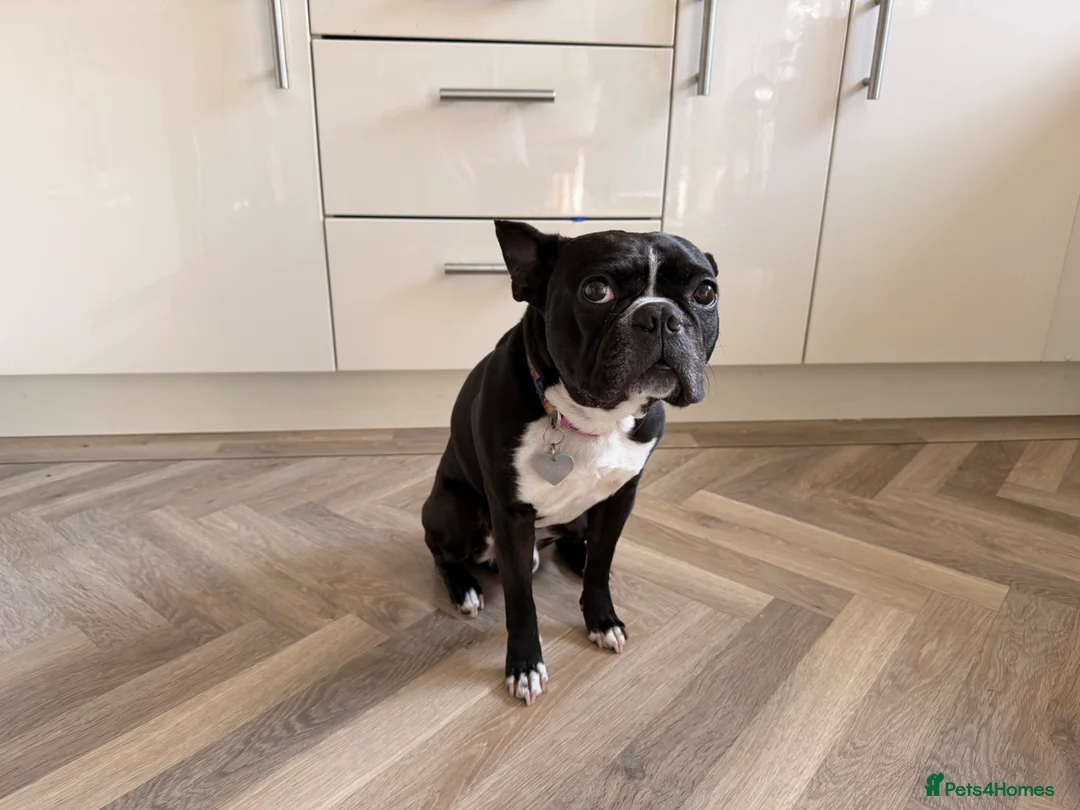 Boston Terrier dogs for sale: Muffin a 4 year old Boston terrier  - Advert 2