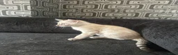 Bengal cats for sale: Snow Lynx Bengal Mix Kittens Need Home ASAP in Birmingham - Advert 4
