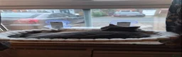 American Shorthair cats for sale: Brother and sister looking for a new home.  - Advert 13