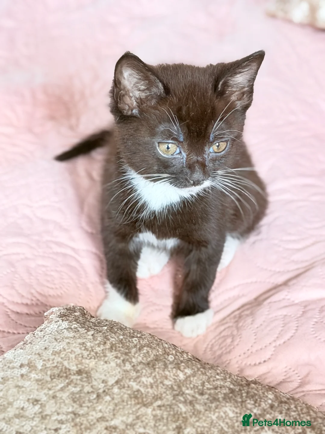 British Shorthair cats for sale: Purr-fect  **  Kittens Ready for new home - Advert 32