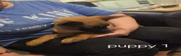 Belgian Shepherd Dog dogs for sale: Belgian Malinois Puppies for Sale- 11 weeks old - Advert 16