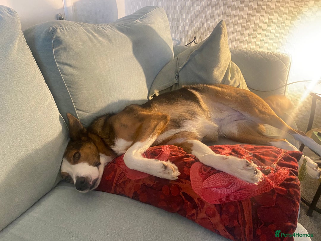 Mixed Breed dogs for sale: Beautiful Zelda  - Advert 5