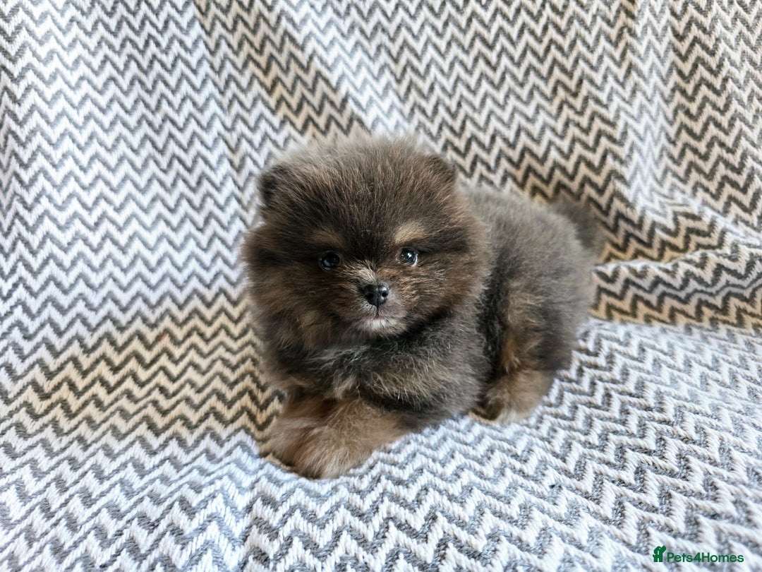 Pomeranian dogs for sale: True to type beautiful blue/choco pomeranians boy  - Image 19