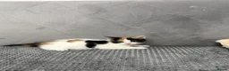 Mixed Breed cats for sale: Snowy kitten and calico  - Advert 10