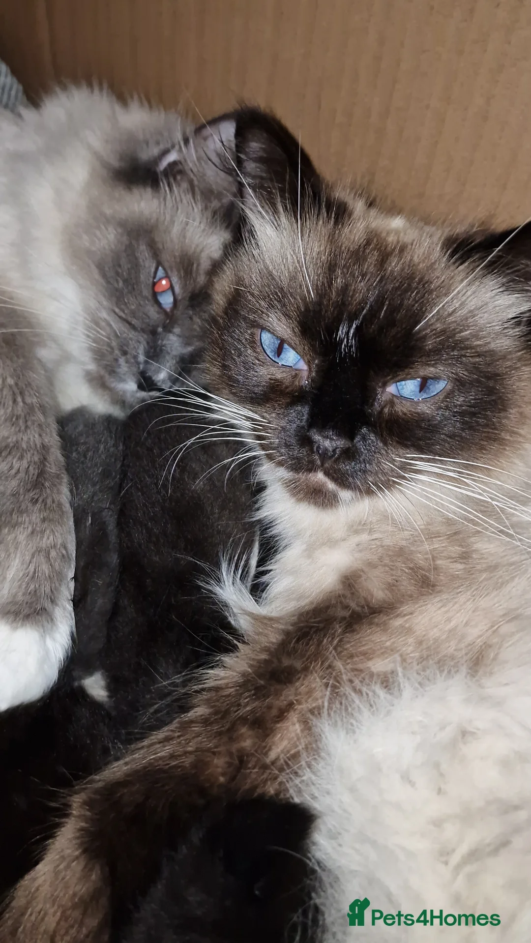 Ragdoll cats for sale: Female Ragdoll - Advert 3
