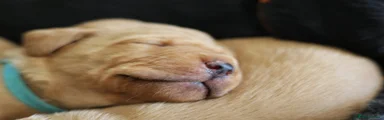 Labrador Retriever Puppy 3 (turquoise collar)