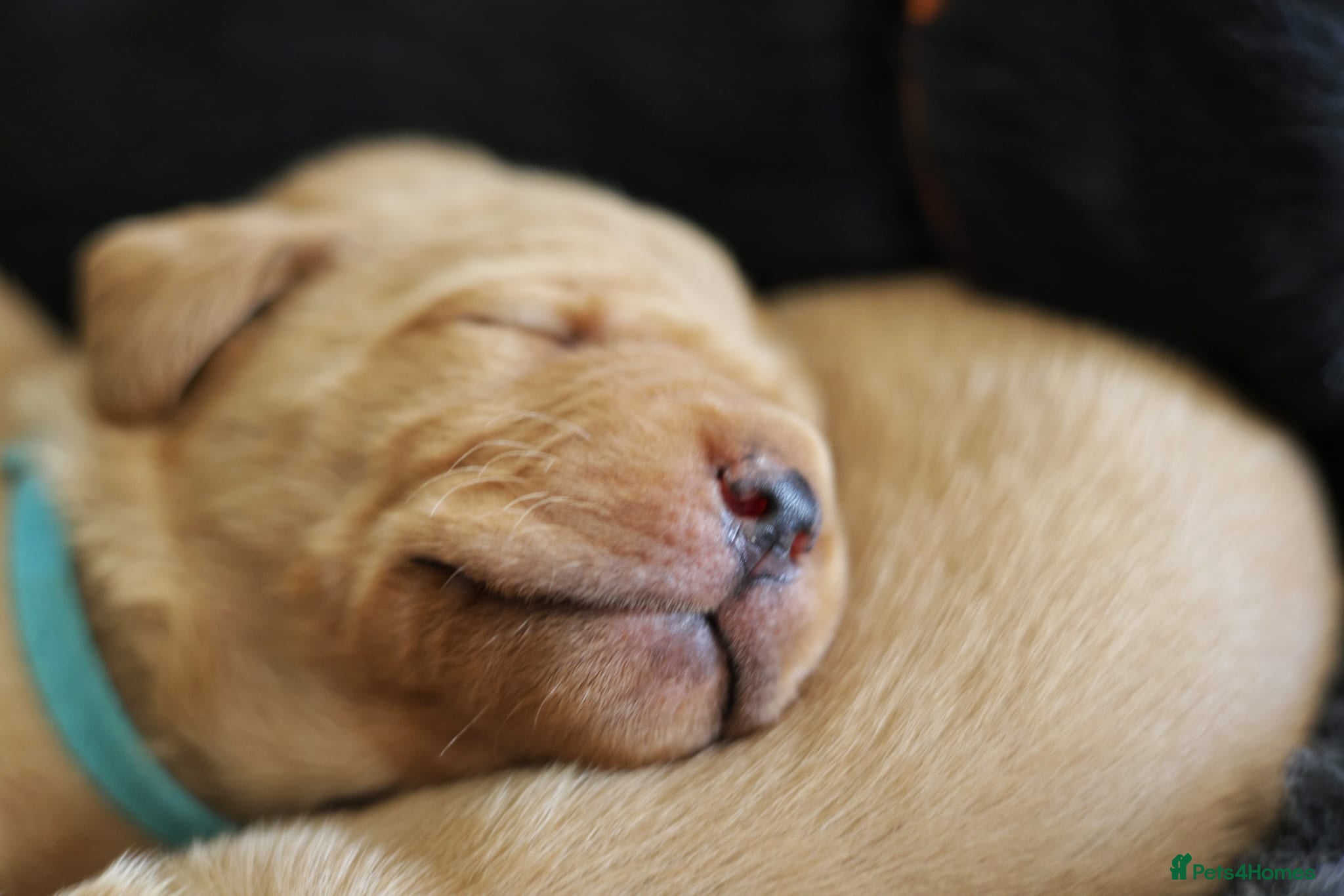 Labrador Retriever dogs for sale: Labrador Puppies – Black & Fox Red in Peterborough - Advert 4