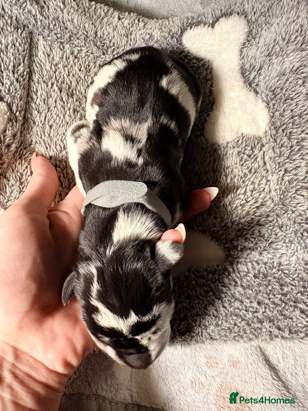 Great Dane dogs for sale: 12x healthy Great Dane puppies - Advert 9