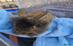 Lionhead rabbits for sale: 8 beautiful babies  - Image 3