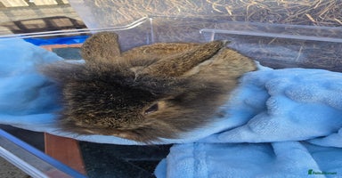 Lionhead rabbits - Advert 5