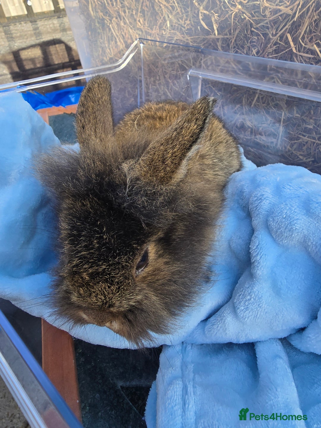 Lionhead rabbits for sale: 8 beautiful babies  - Image 3
