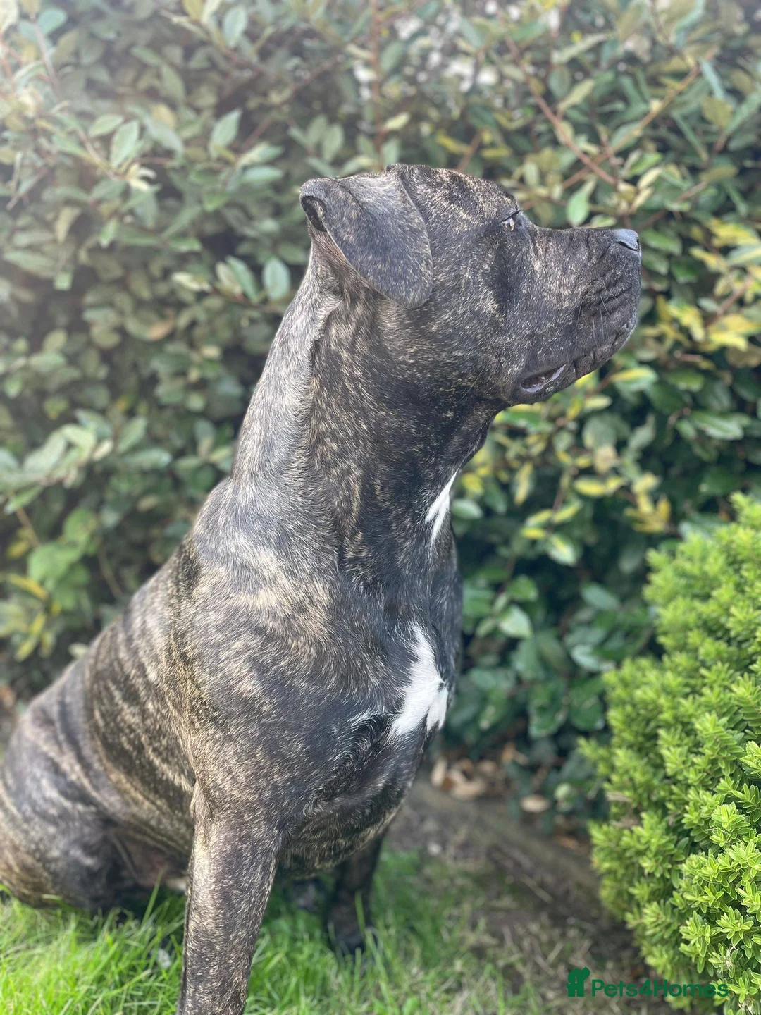 Cane Corso dogs for stud: 2 year old Corso stud With options  - Advert 5