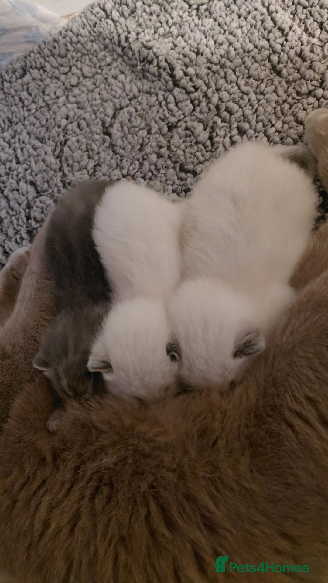 Ragdoll cats for sale: Mixed Ragdoll kittens  - Advert 1