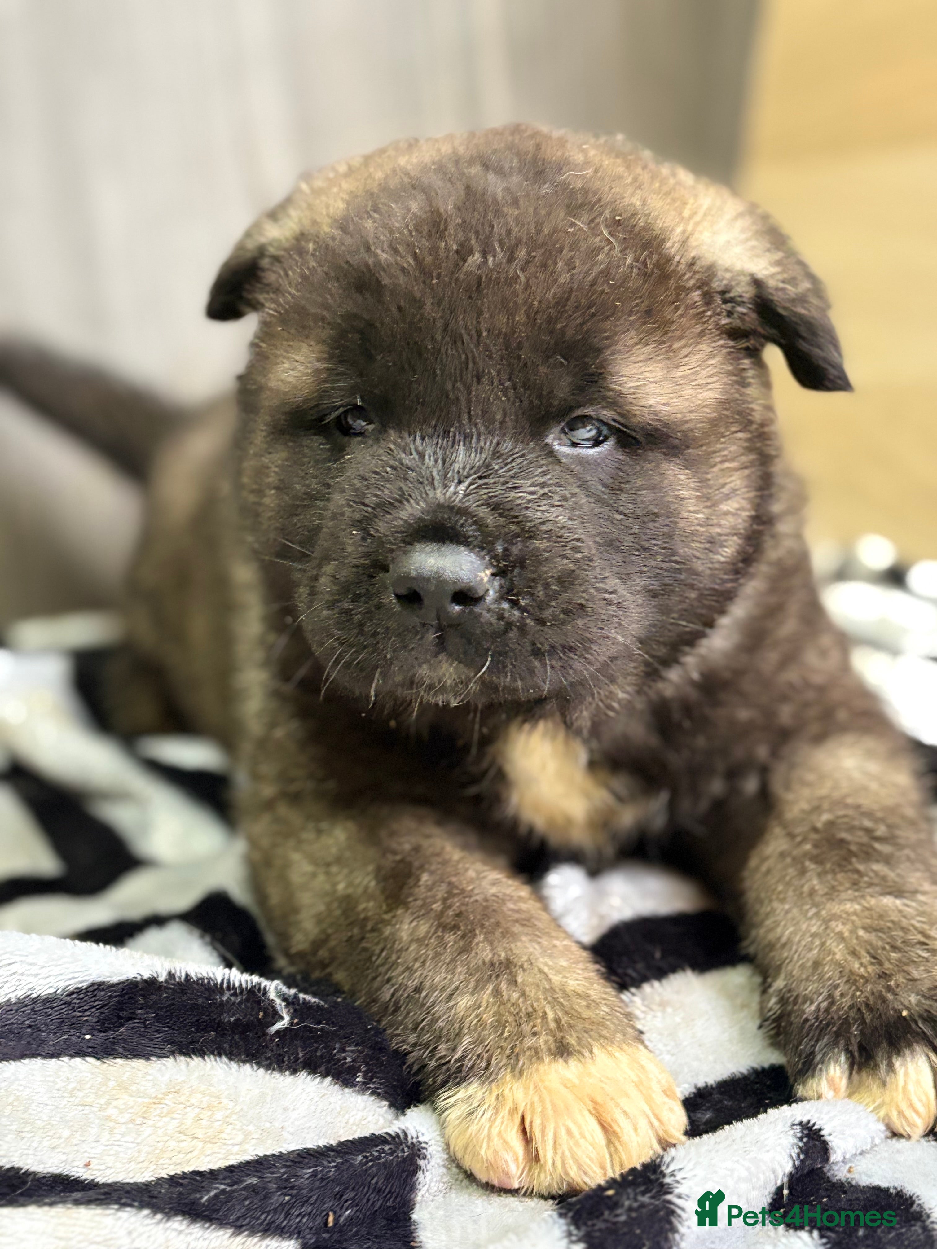 Akita dogs Beautiful KC Registered American Akita Puppies - Advert 2