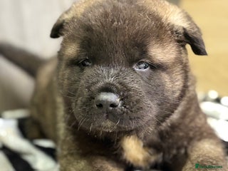 Akita dogs Beautiful KC Registered American Akita Puppies - Advert 2
