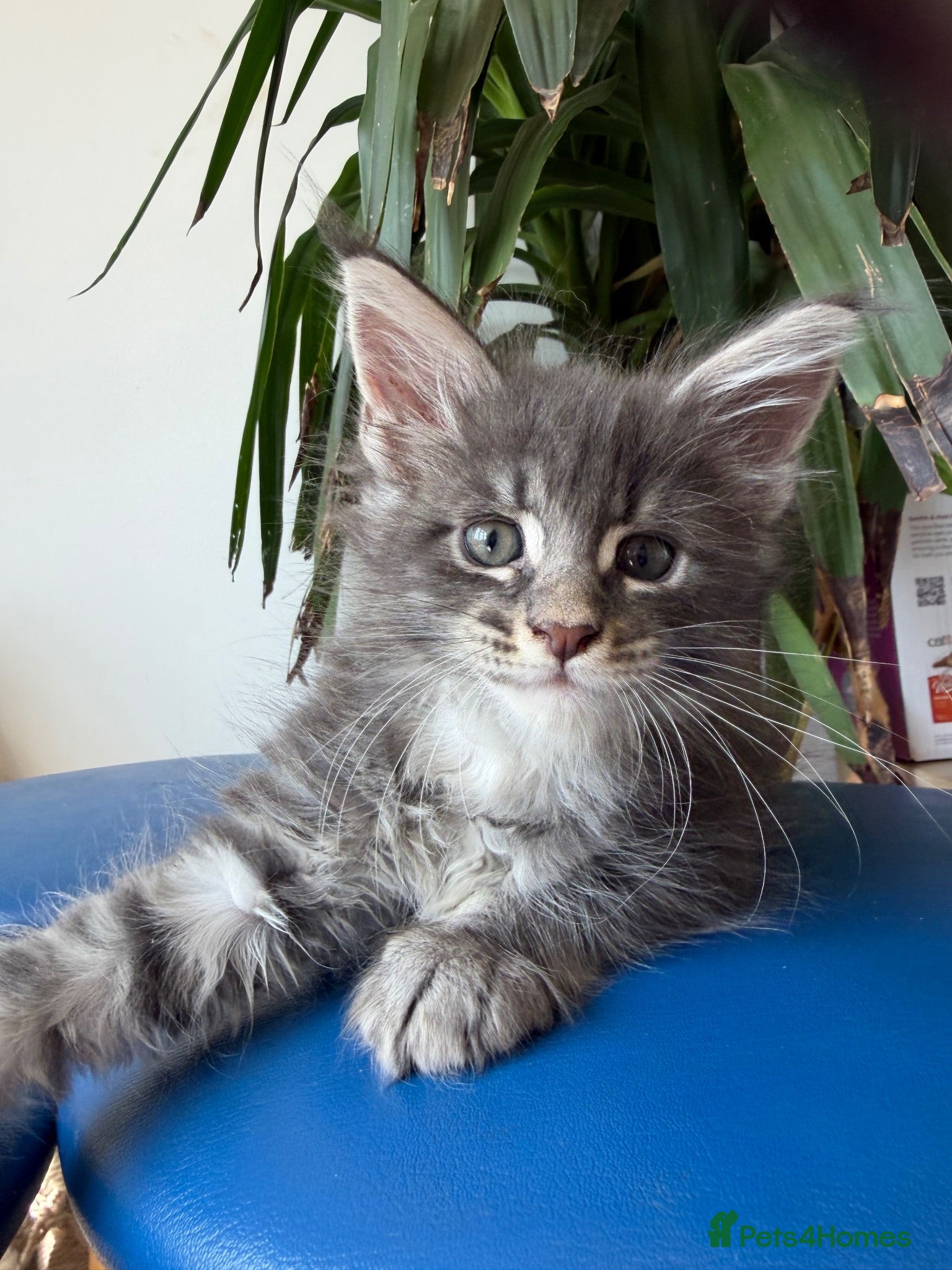 Maine Coon cats European Pure-Breed Maine Coon Kittens, Ready Now! - Advert 17