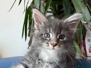 Maine Coon cats European Pure-Breed Maine Coon Kittens, Ready Now! - Advert 17