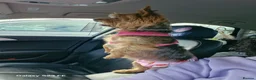 Yorkshire Terrier dogs for sale: 2  girls Yorkshire terrier puppies sale. - Advert 1