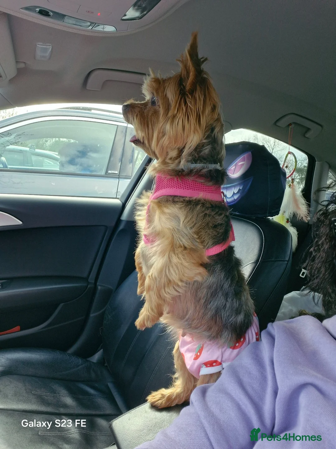 Yorkshire Terrier dogs for sale: 2  girls Yorkshire terrier puppies sale. - Advert 1