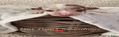 Sephie