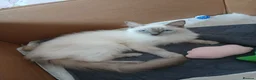 Ragdoll cats for sale: PLEASE READ THE ADVERT - Advert 3