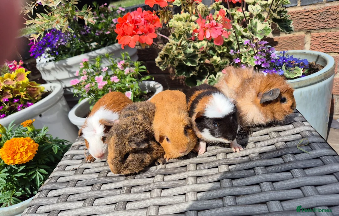 Guinea Pig rodents for sale: Beautiful Bonded Baby Boys - Advert 1