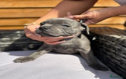 Staffordshire Bull Terrier dogs for sale: 💥READY TO LEAVE NOW 💥 PURE BLUE STAFFS PUPS🩵 in Barnsley - Image 34