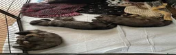 Mixed Breed dogs for sale: Alaska shepherd x  - Advert 10